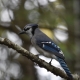 Bluejay