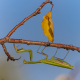 Praying mantis beetle