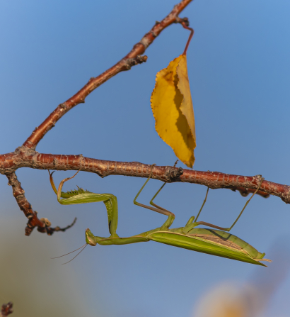 Praying mantis beetle