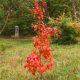 Red foliage, Autumn.