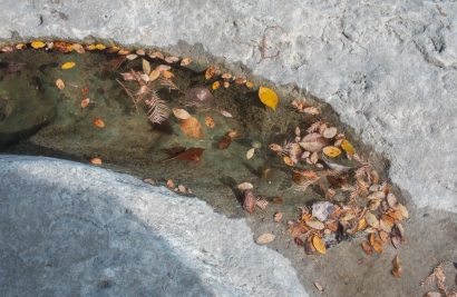 Fall leaves in water