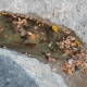 Fall leaves in water