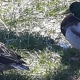 The Ducks