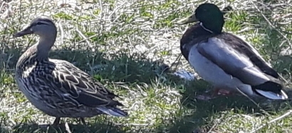 The Ducks