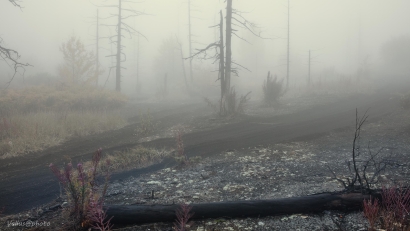 Fog