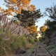 The Railroad Leads You Home